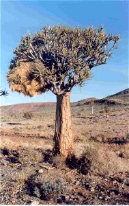 Aloe dichotoma, Gamsberg, Northern Cape, South Africa