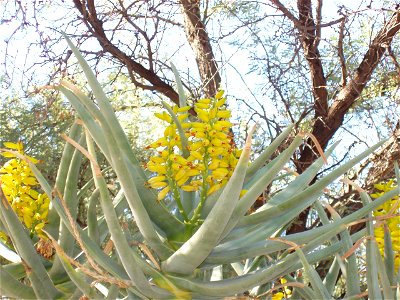 Aloe dichotoma, taken at the Desert Botanical Garden in Phoenix, Arizona, USA
