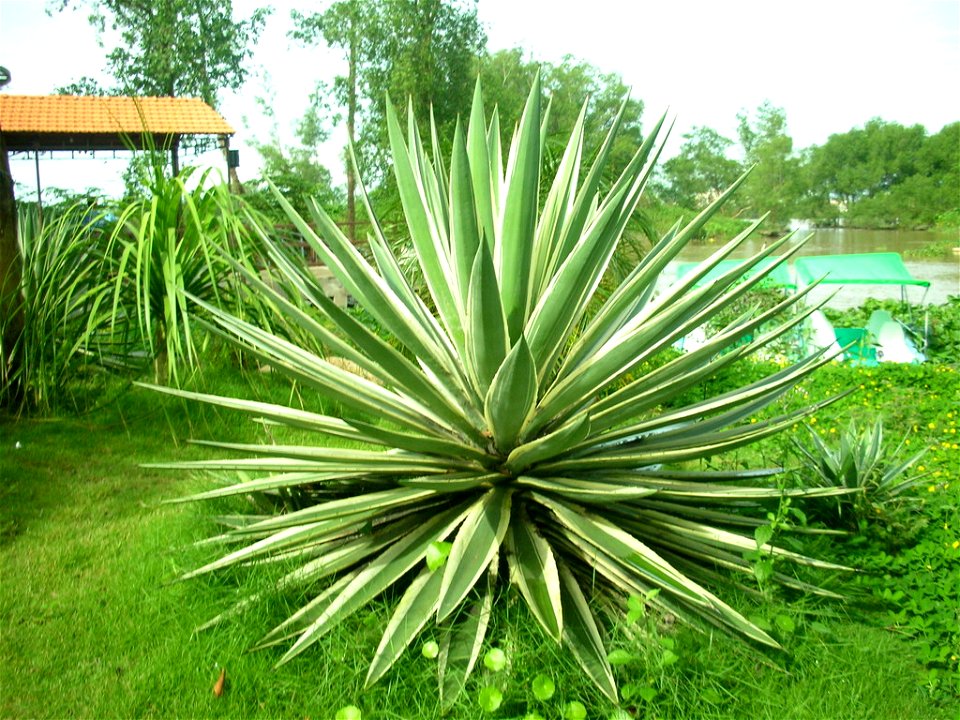 Thùa lá hẹp hay thùa lá trắng, dứa lá trắng (danh pháp khoa học: Agave angustifolia, đồng nghĩa: Agave breedlovei, Agave vivipara).Hình do tôi chụp