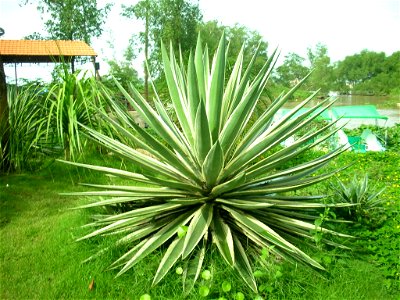 Thùa lá hẹp hay thùa lá trắng, dứa lá trắng (danh pháp khoa học: Agave angustifolia, đồng nghĩa: Agave breedlovei, Agave vivipara).Hình do tôi chụp