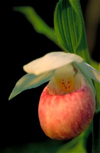 Image title: Close up of light pink and white orchid blossom cypripedium reginae Image from Public domain images website, http://www.public-domain-image.com/full-image/flora-plants-public-domain-image photo