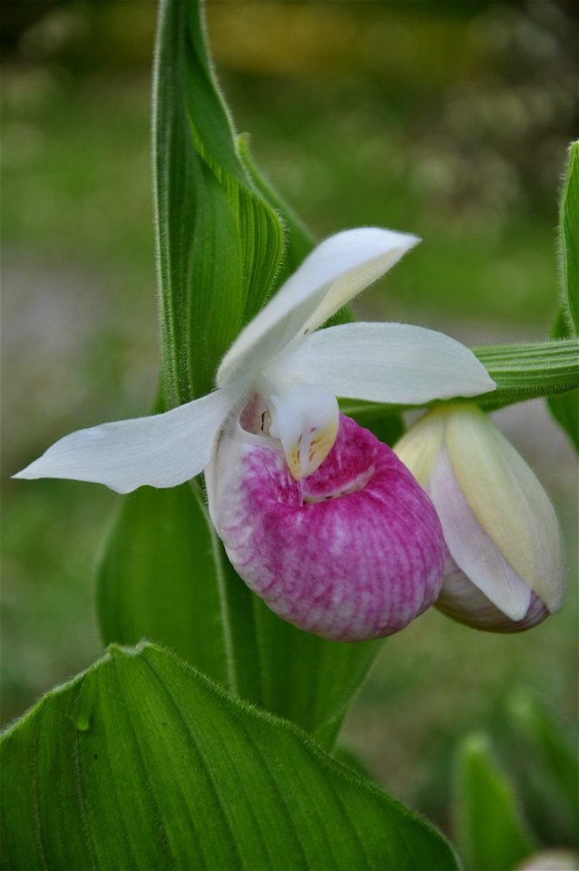 Showy Lady's Slipper