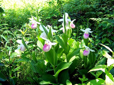 Bunch of Lady slippers Cypripedium reginae found along the Jordan Valley Trail, East Jordan Michigan photo