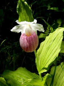 Lady's Slipper Orchid at Purdon Conservation Area photo