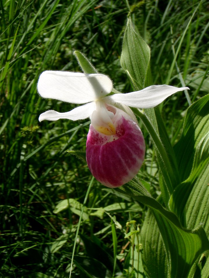 Lady slipper found in Lupton, MI at the Rifle River State Recreation Area.