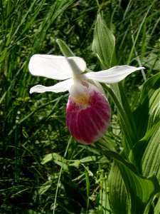 Lady slipper found in Lupton, MI at the Rifle River State Recreation Area. photo