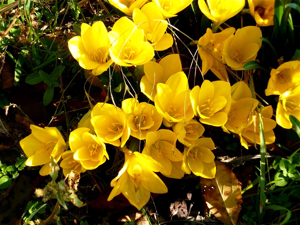 Sternbergia lutea, near Silistra, Bulgaria