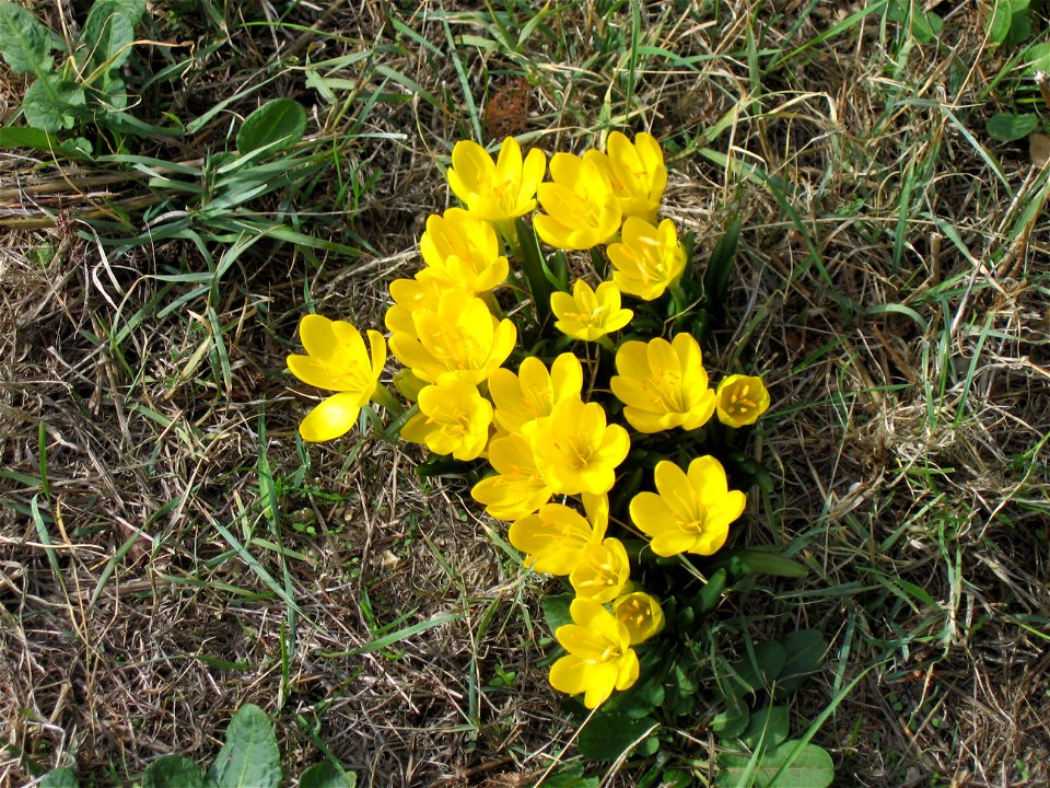 Sternbergia lutea, Amaryllidae, fotografed near Spoleto, Italy, October 2007