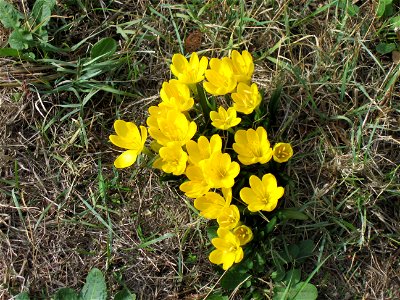 Sternbergia lutea, Amaryllidae, fotografed near Spoleto, Italy, October 2007