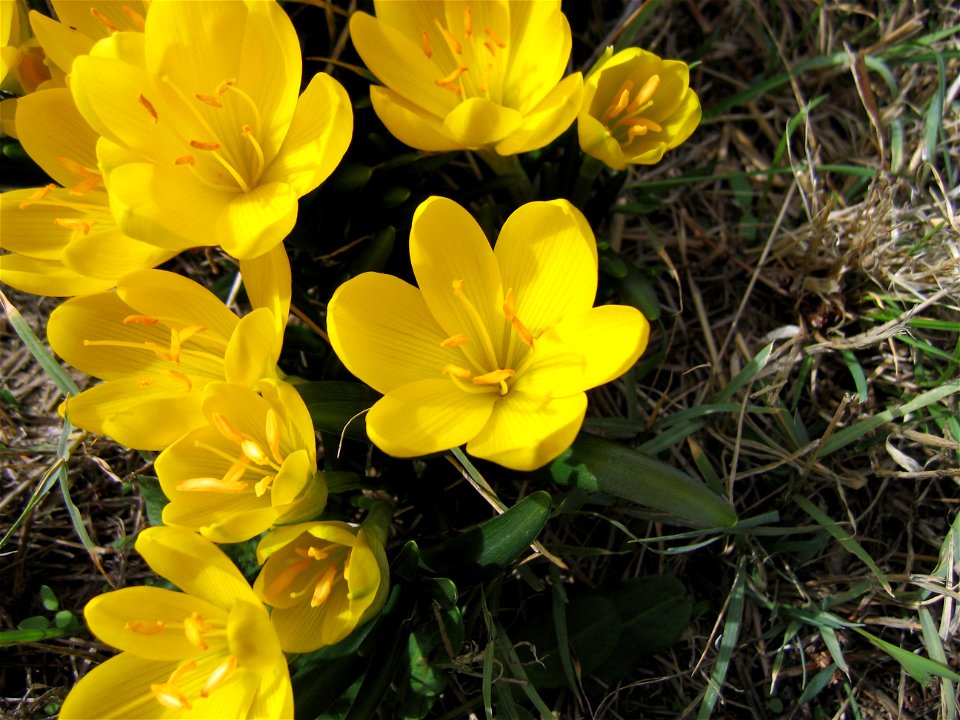 Sternbergia lutea, Amaryliidae, near Spoleto, Italy