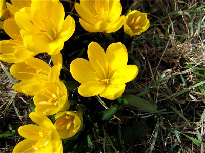 Sternbergia lutea, Amaryliidae, near Spoleto, Italy