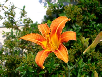 Daylily. Daylilies comprise the small genus Hemerocallis of flowering plants in the family Hemerocallidaceae. They are not true lilies which are Lilium in Liliaceae.