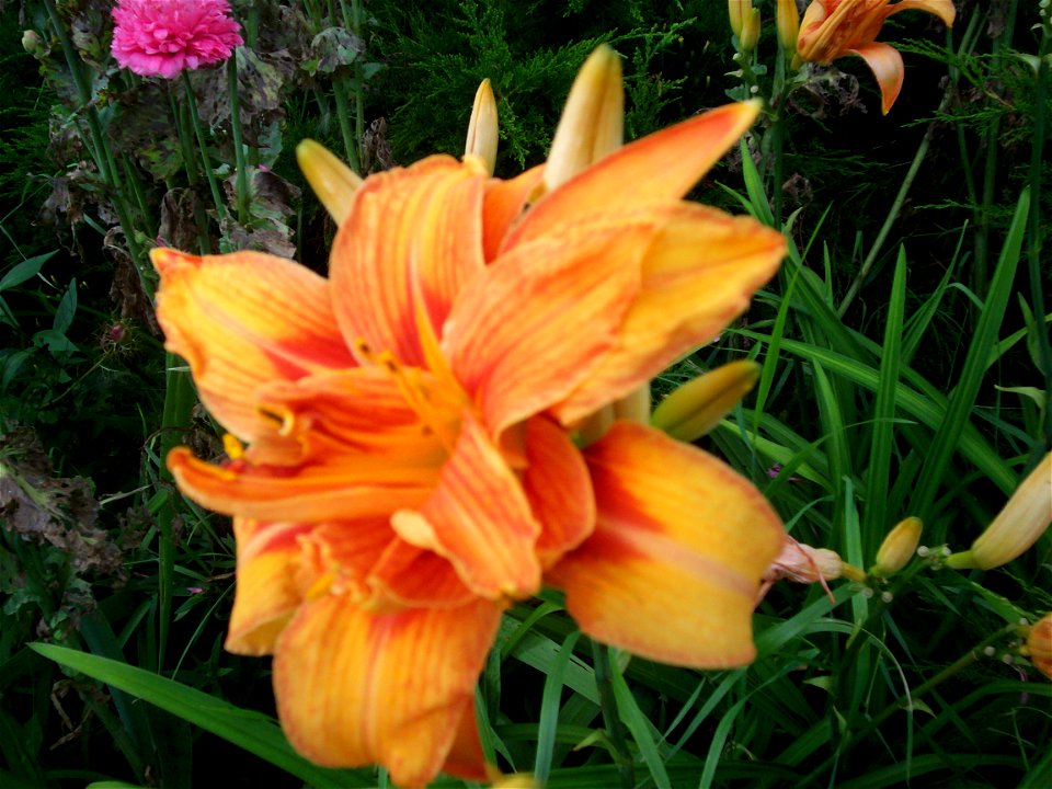 Flower 100_1694.jpg