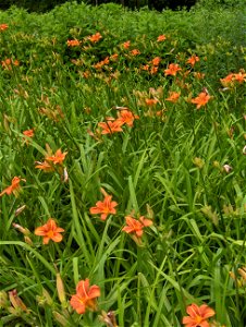 Hemerocallis fulva 'Europa'