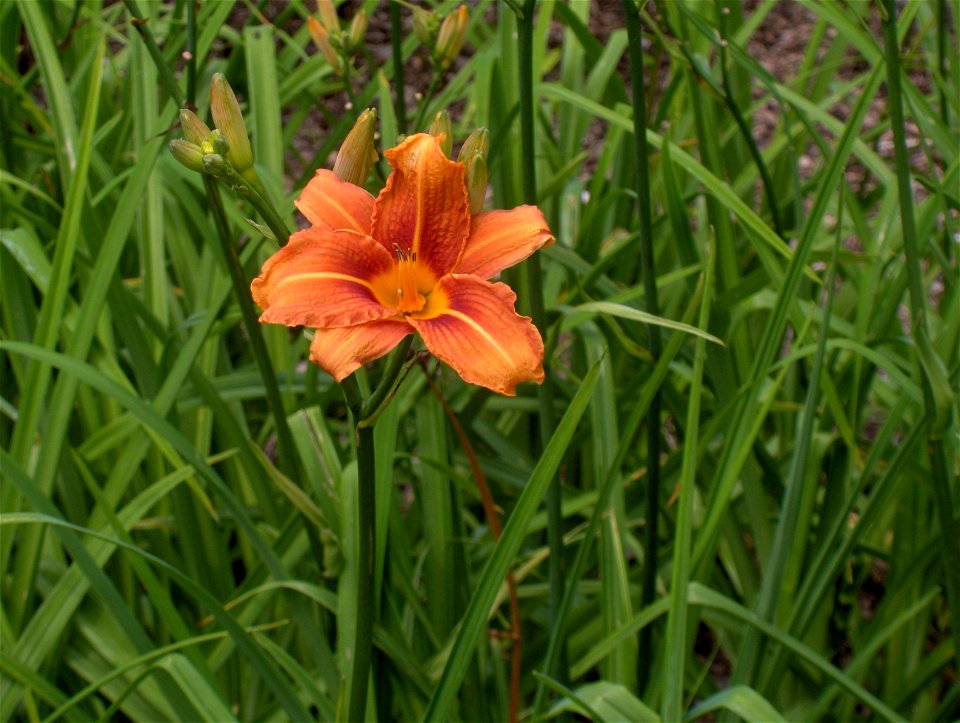 Hemerocallis fulva 'Europa'