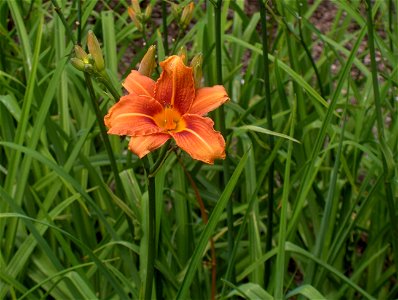 Hemerocallis fulva 'Europa'