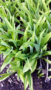 Liliowiec rdzawy (Hemerocallis fulva L.)- zdjęcie w Ogrodzie Botanicznym UWLatina:  Hemerocallis fulva L.