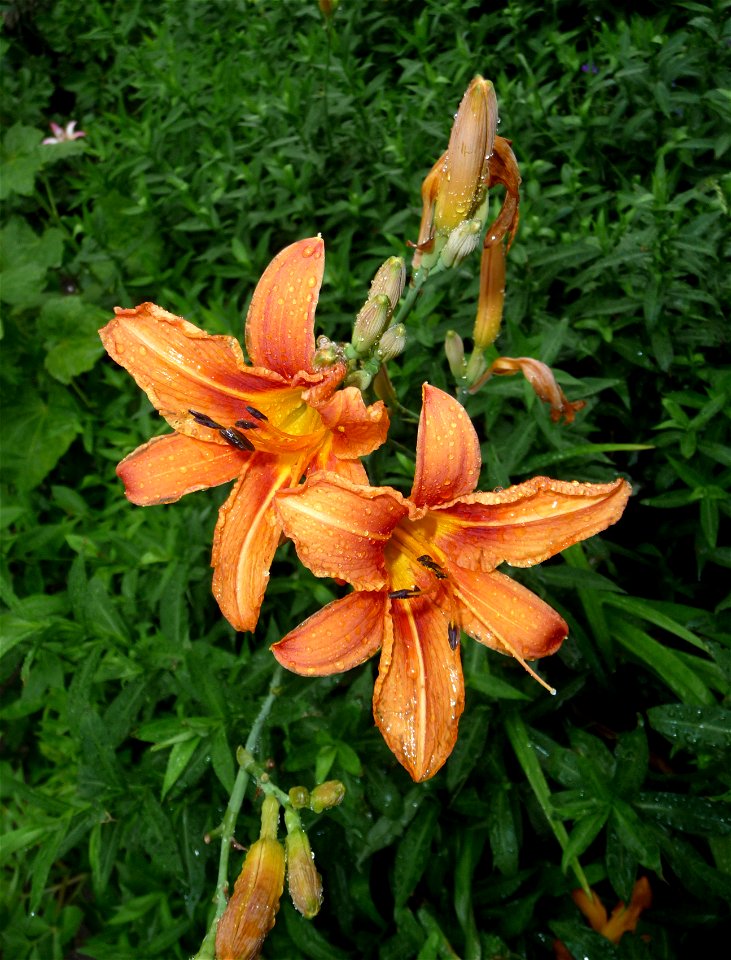 Orange Daylily, possibly a garden hybrid cultivar after a rain. Ukraine.