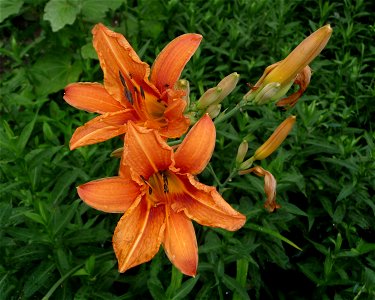 Orange Daylily, possible a garden hybrid cultivar. The flower with ants. Ukraine.