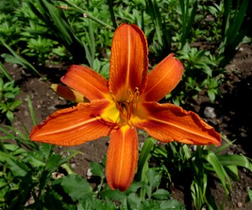 Orange Daylily Hemerocallis fulva, possible a garden hybrid cultivar. Ukraine.