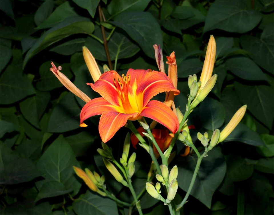 Orange Daylily, possibly a garden hybrid cultivar, Ukraine