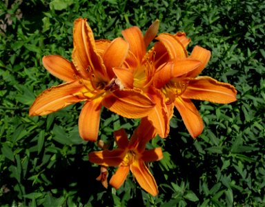 Orange Daylily Hemerocallis fulva, possible a garden hybrid cultivar. Ukraine.
