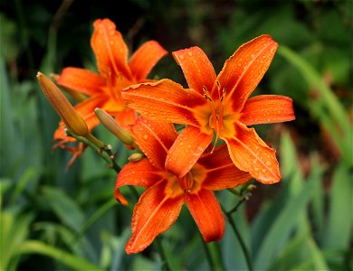 Orange Daylily, possibly a garden hybrid cultivar after a rain. Ukraine, Vinnytsia.