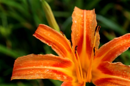 One of the orange flowers grown at 六十石山 in Fuli, Taiwan. photo