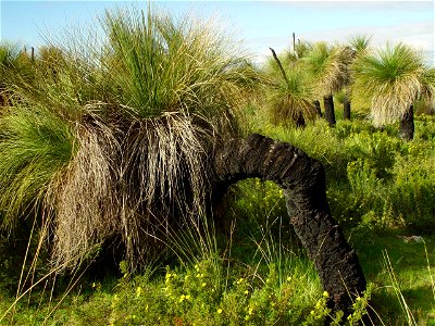 Image title: Xanthorrhoea australis
Image from Public domain images website, http://www.public-domain-image.com/full-image/flora-plants-public-domain-images-pictures/trees-public-domain-images-picture