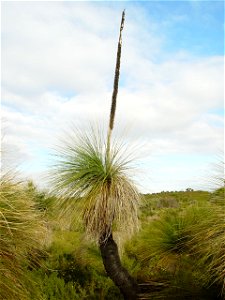 Image title: Xanthorrhoea australis with dried inflorescence
Image from Public domain images website, http://www.public-domain-image.com/full-image/flora-plants-public-domain-images-pictures/trees-pub