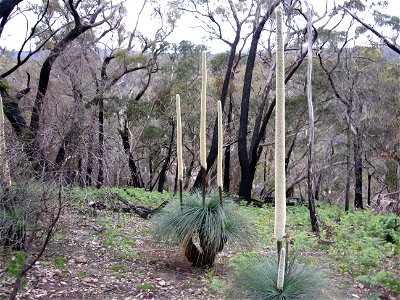 Grass tree, kangaroo-tail, xanthorrhoea australis, Grampians