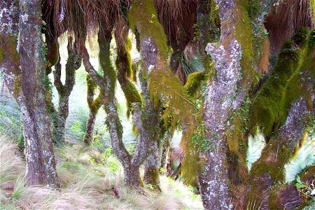 Xanthorrhoea, most likely to be X. glauca (was described as X. australis), Mount Cabrebald, Barrington Tops National Park, Australia