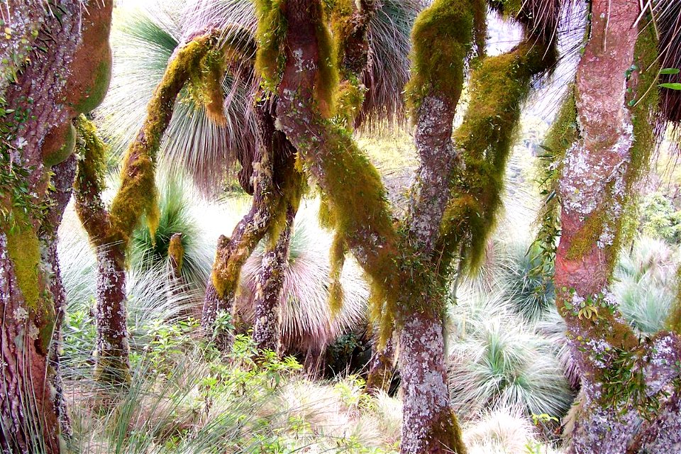 Xanthorrhoea, most likely to be X. glauca (was described as X. australis), Mount Cabrebald, Barrington Tops National Park, Australia
