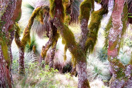 Xanthorrhoea, most likely to be X. glauca (was described as X. australis), Mount Cabrebald, Barrington Tops National Park, Australia