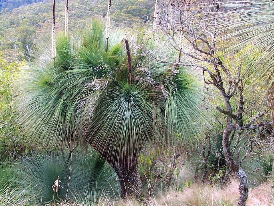 Xanthorrhoea, most likely to be X. glauca (was described as X. australis), Mount Cabrebald, Barrington Tops National Park, Australia