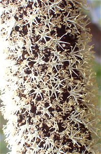 Xanthorrhoea, most likely to be X. glauca (was described as X. australis), Mount Cabrebald, Barrington Tops National Park, Australia