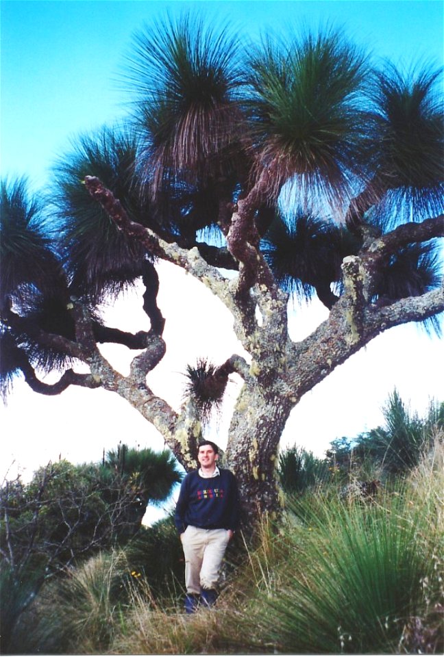 Xanthorrhoea_australis_8_metres_tall_-_Mt_Cabrebald with the Australian poet Peter Woodard, (1.78 metres tall)