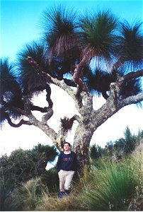 Xanthorrhoea_australis_8_metres_tall_-_Mt_Cabrebald with the Australian poet Peter Woodard, (1.78 metres tall)