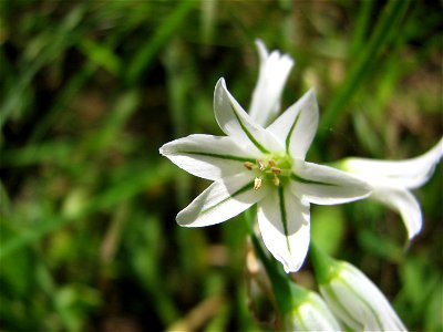 Allium triquetrum
from Corsica