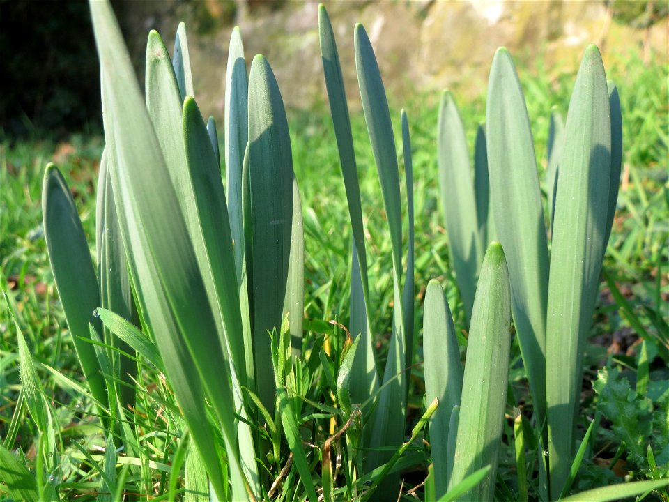 Gelbe Narzisse (Narcissus pseudonarcissus) am Staden in Saarbrücken