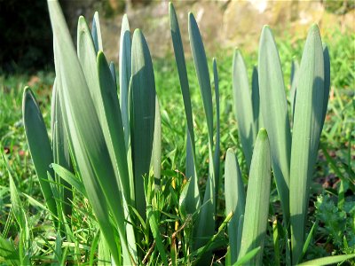 Gelbe Narzisse (Narcissus pseudonarcissus) am Staden in Saarbrücken photo