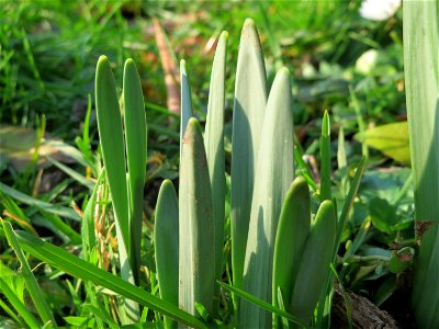 Gelbe Narzisse (Narcissus pseudonarcissus) am Staden in Saarbrücken