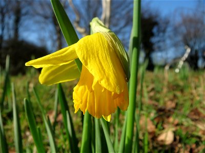Gelbe Narzisse (Narcissus pseudonarcissus) im Landesgartenschaupark Hockenheim