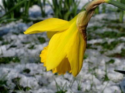 Gelbe Narzisse (Narcissus pseudonarcissus) am Staden in Saarbrücken)