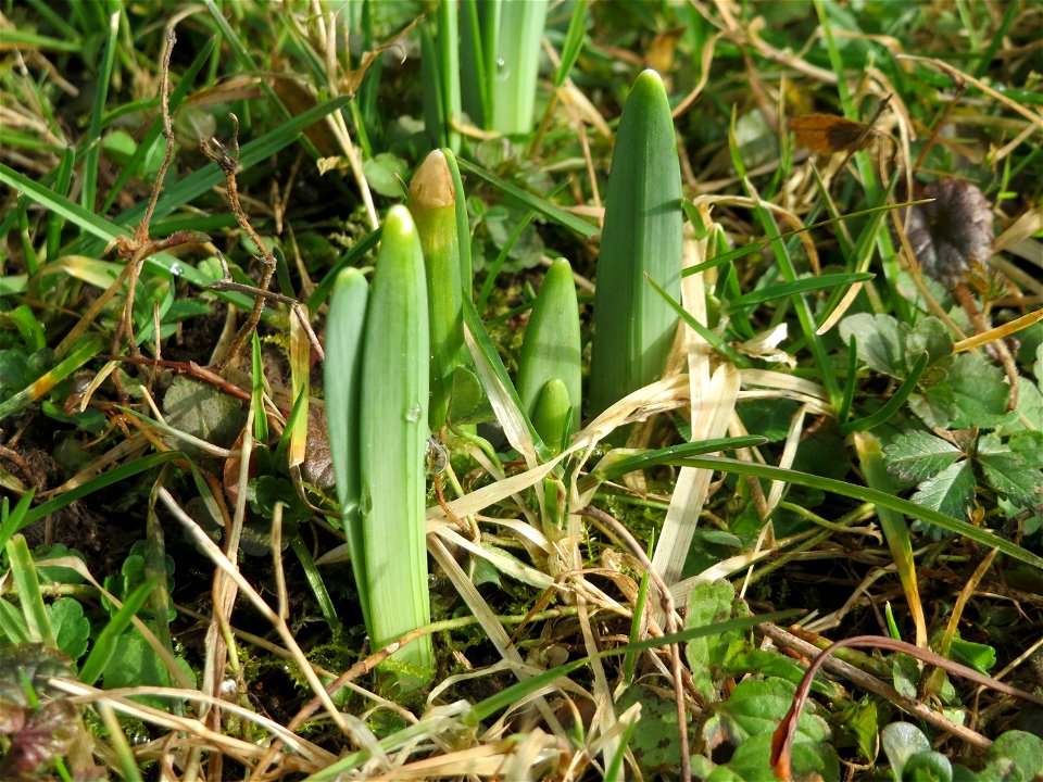 Erste Frühlingsboten: Gelbe Narzisse (Narcissus pseudonarcissus) am Staden in Saarbrücken