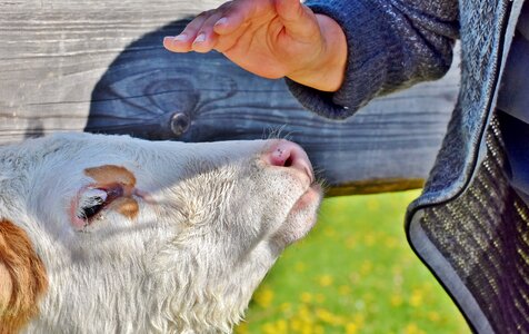 Cute agriculture ruminant