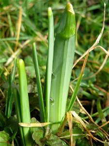 Erste Frühlingsboten: Gelbe Narzisse (Narcissus pseudonarcissus) am Staden in Saarbrücken photo