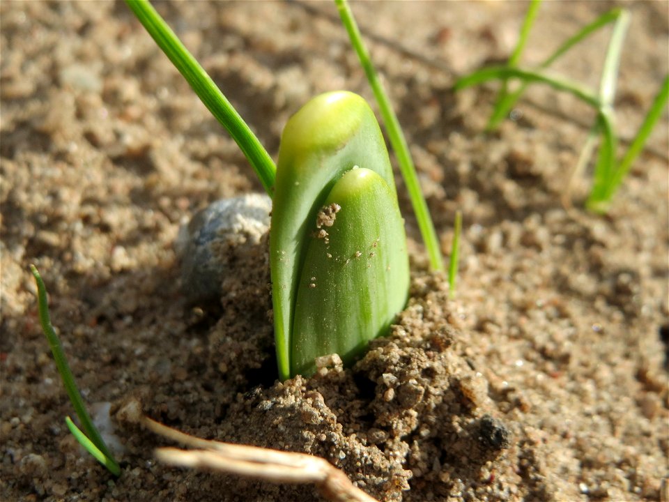 Gelbe Narzisse (Narcissus pseudonarcissus) im Gartenschaupark Hockenheim - ein ganz junger Sprössling