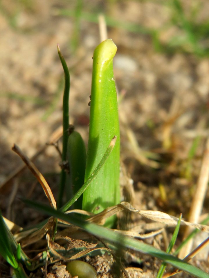 Gelbe Narzisse (Narcissus pseudonarcissus) im Gartenschaupark Hockenheim - ein ganz junger Sprössling