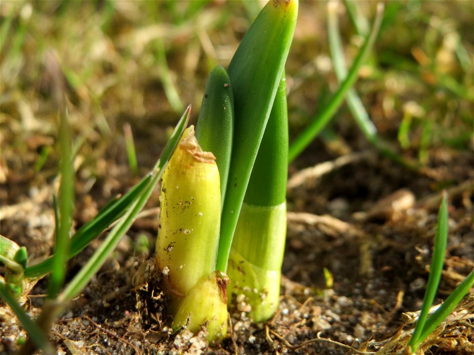 Gelbe Narzisse (Narcissus pseudonarcissus) im Gartenschaupark Hockenheim - ein ganz junger Sprössling
